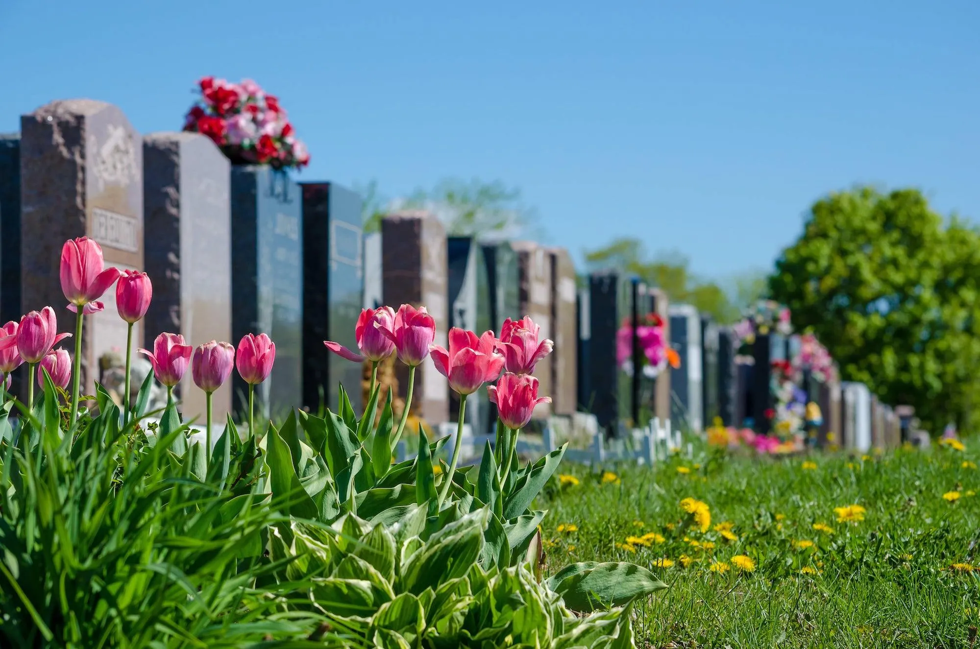 Tulipes roses et végétation fleurie au pied des pierres tombales d'un cimetière